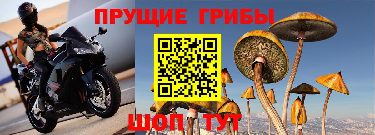 Псилоцибиновые грибы Cubensis Воткинск